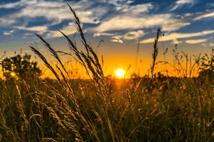 agriculture raisonnée