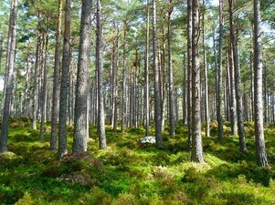 environnement