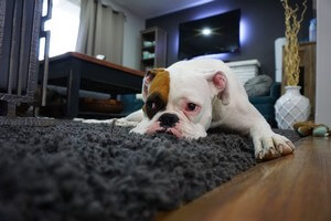 Chien couché sur le tapis d'un salon suite à un déménagement assurance habitation